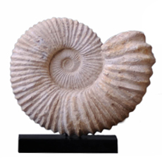 Категория товаров: Окаменелости